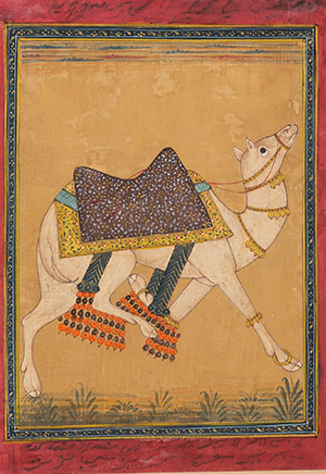 camel, mughal art, pattern making, inspiration